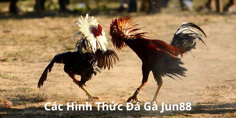 Các hình thức chọi kê đặc sắc tại Jun88