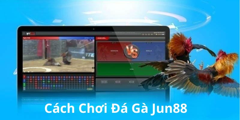 Cách đặt cược đá gà chi tiết tại Jun88