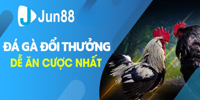 Một vài thông tin về nhà cái đá gà uy tín Jun88